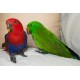 Eclectus roratus