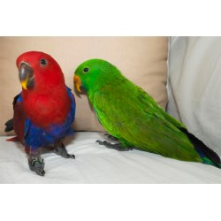 Perroquet Eclectus roratus Provenance : FR ou AUT