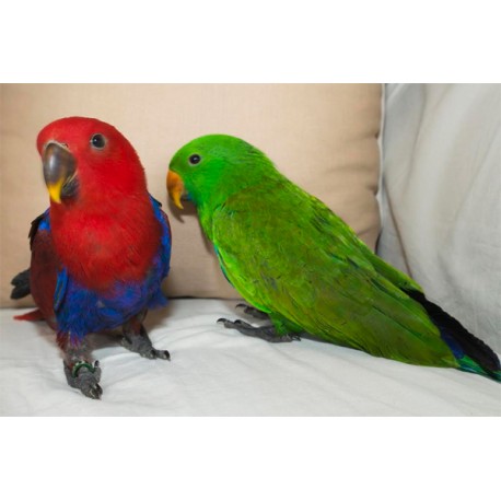 Eclectus roratus