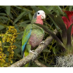 Perroquet Amazone de Cuba Provenance : FR