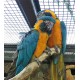 Perroquet Ara à gorge bleue Provenance : FR
