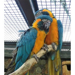 Perroquet Ara à gorge bleue Provenance : FR
