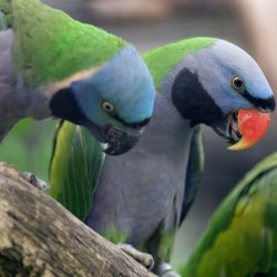 Pionus à tête bleue Provenance : FR ou AUT