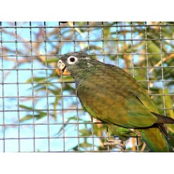 Pionus à tête bleue