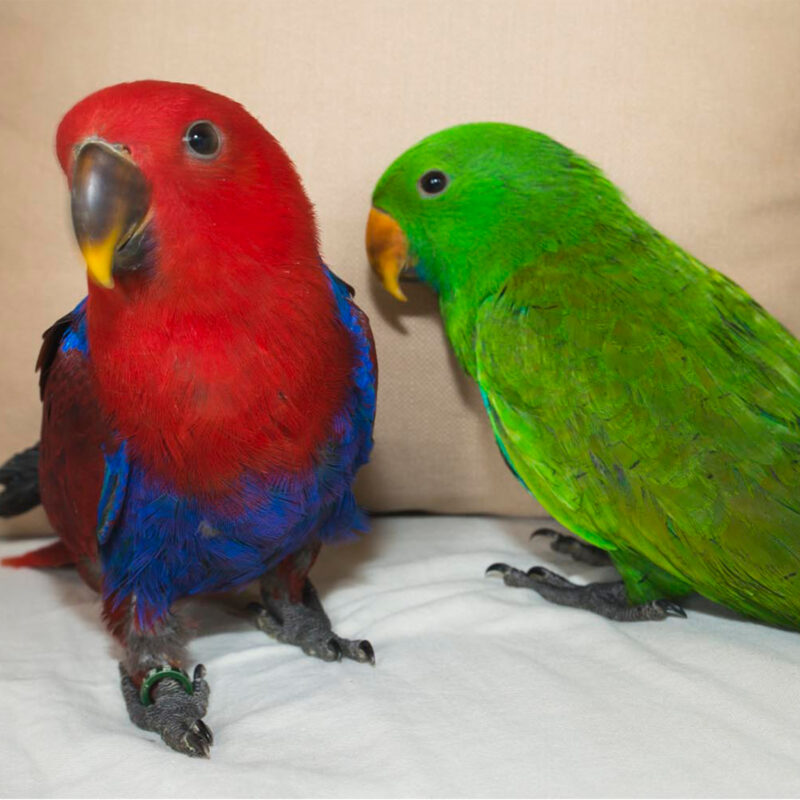 16 couple eclectus