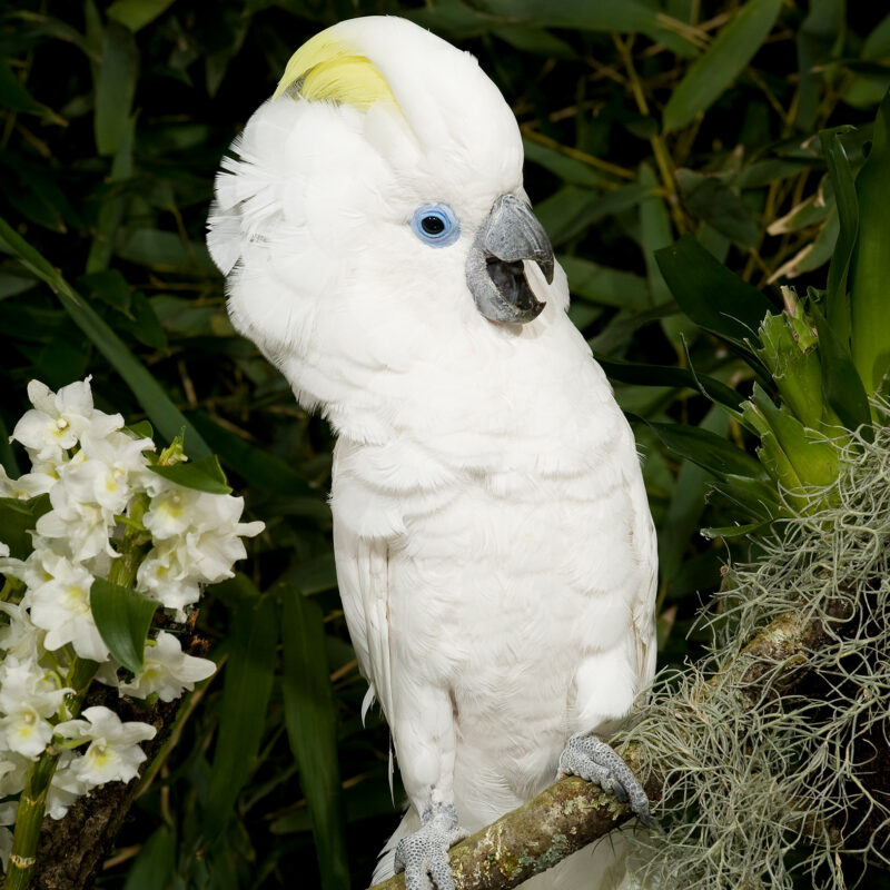 22 Cacatoes aux yeux bleus copie