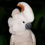 23 Cacatoes des moluques
