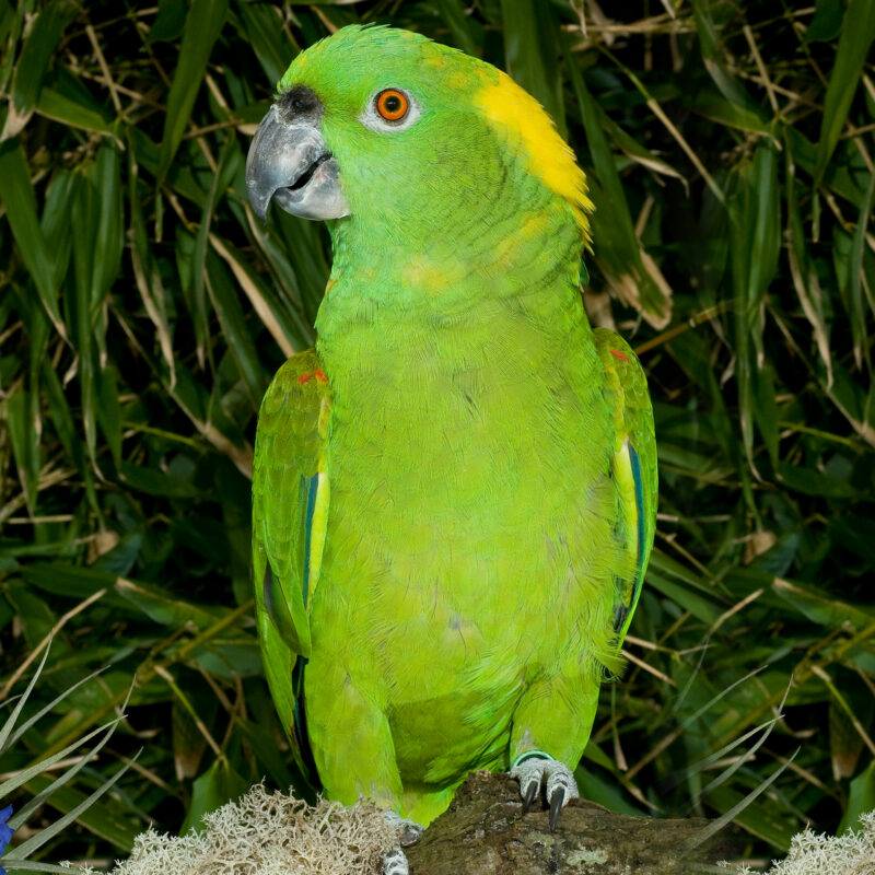 25 Amazone a nuque jaune 1