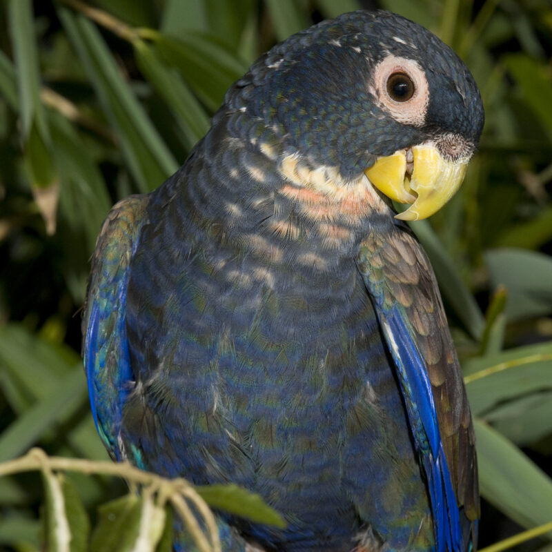 35 Pionus aux ailes de bronze 1