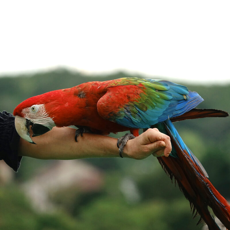 38 ara chloroptere 1