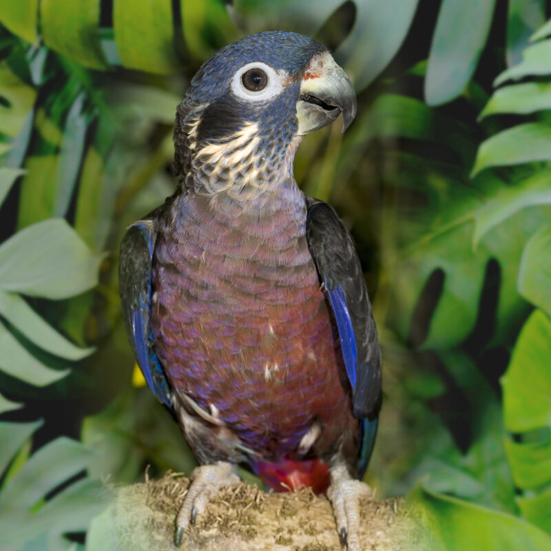 45 Pionus fuscus 8 copie 1
