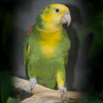 5 amazone a double tete jaune 1