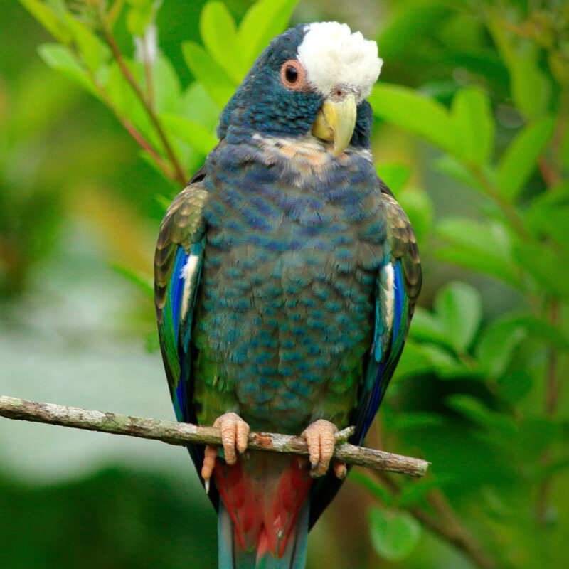 52 pionus a couronne blanche 1
