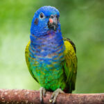 54 pionus mentruus 1
