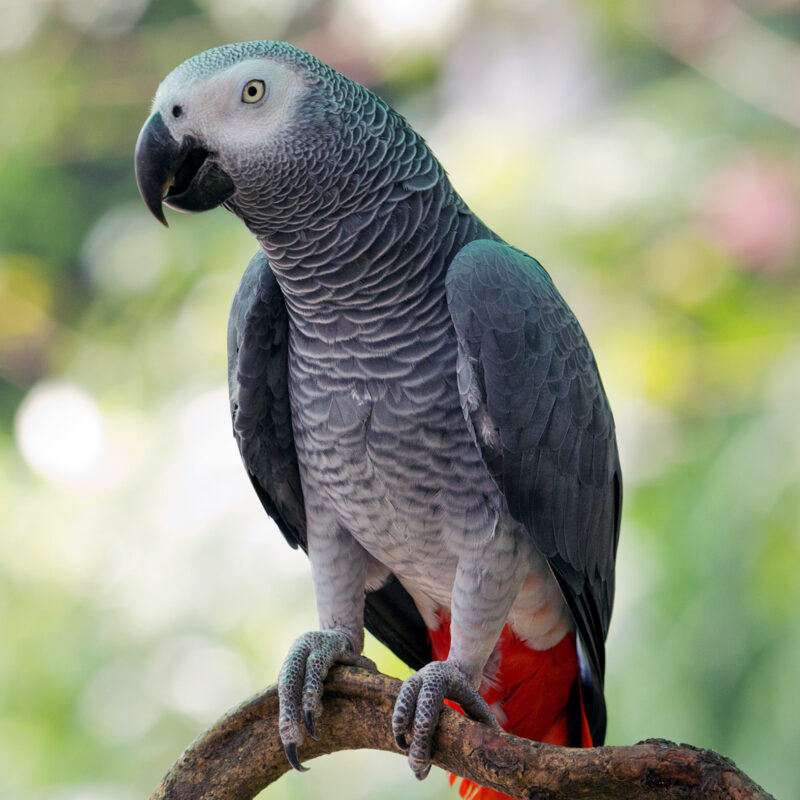 55 gris du gabon copie 1