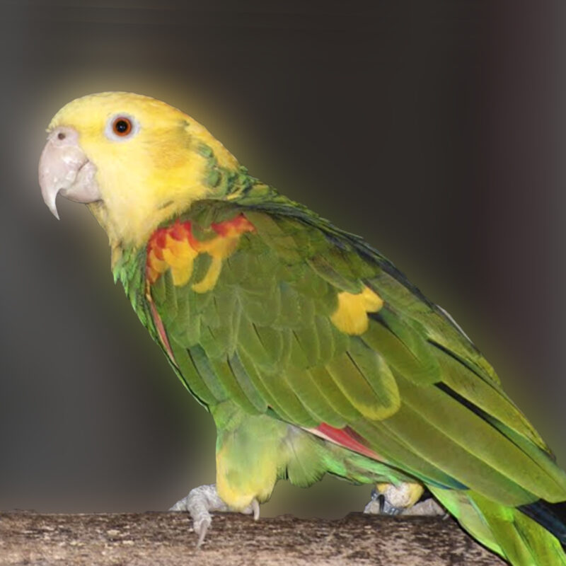 56 amazone a tete jaune copie 1