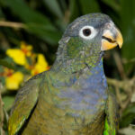 58 Pionus maximiliani 1