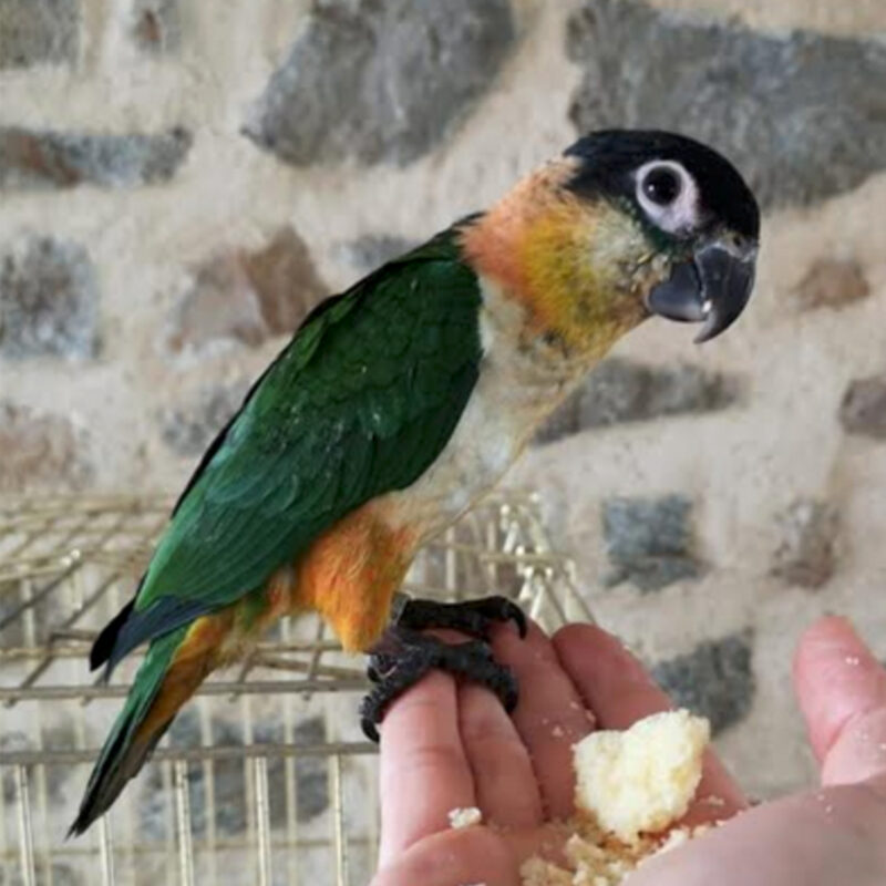 60 caique a tete noire 1