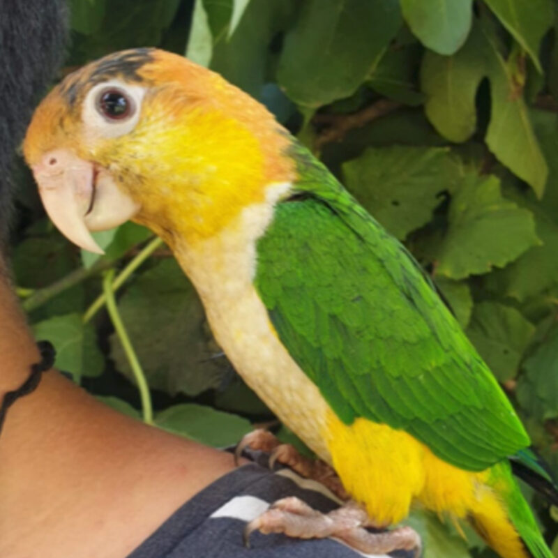 61 caique a tete orange 1