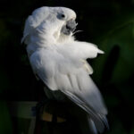 63 cacatoes a huppe blanche copie 1