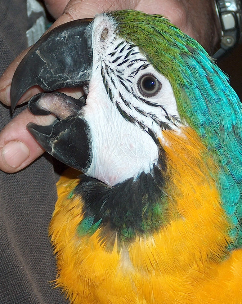 amazona d