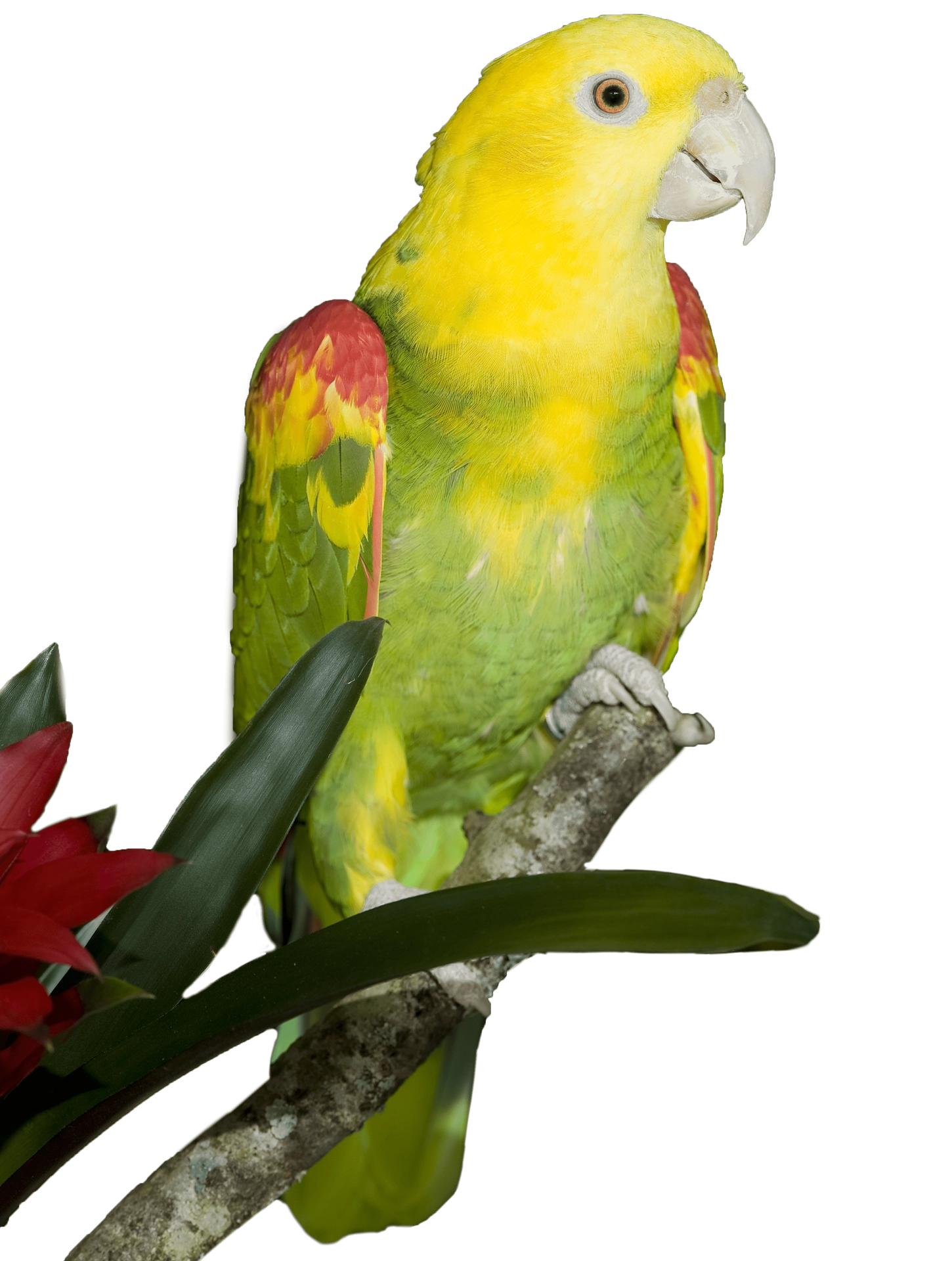 amazona oratrix magna