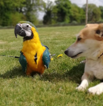 ara et chien