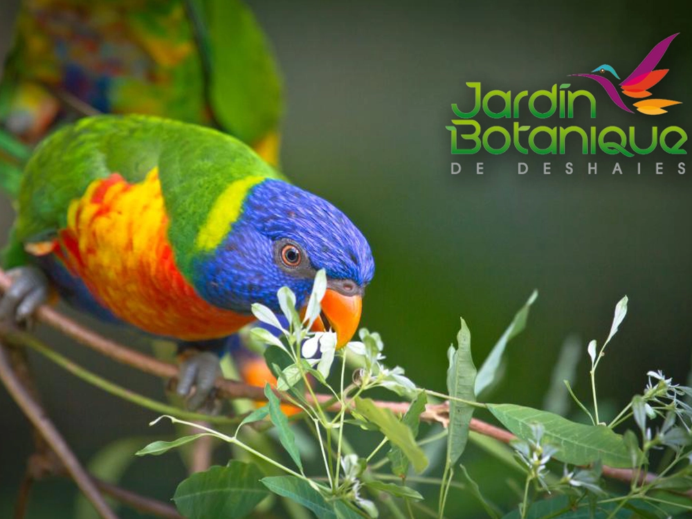parc tropical p