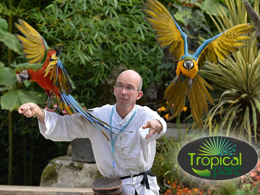 tropical p