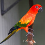 perruche soleil rouge